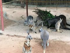 -深圳野生动物园
