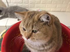 -平行世界·猫咖(首经贸店)