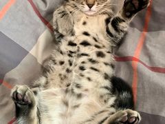 -pd派德宠物中心医院24H急重症·眼科中心·血液透析中心(嵩山北路店)