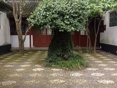-上海醉白池公园