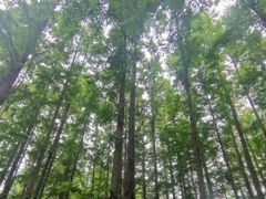 -渡海小渔村.老辈日照菜