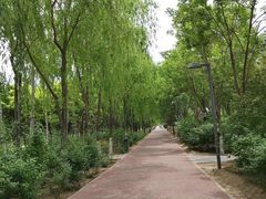 -大兴滨河森林公园