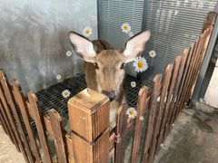 -浣熊柯尔鸭土拨鼠·电玩咖
