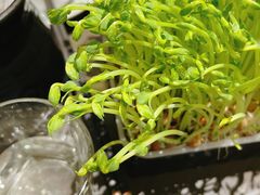 活体豌豆苗-捞王锅物料理(上海世茂广场店)