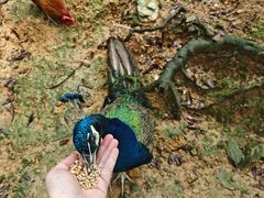 -泉州海丝野生动物世界