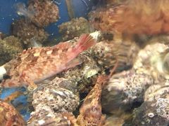 -渔中舟海鲜大排档(普陀沈家门店)