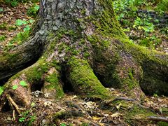 -五营红松林海景区