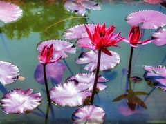 -国家植物园南园