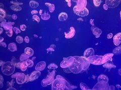 -江和美海洋公园