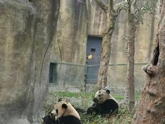 -都江堰中华大熊猫苑