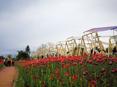 -都江堰玫瑰花溪谷