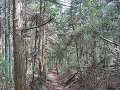 -东白山