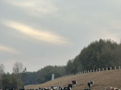 -哈拉新村