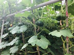 -迪茵湖田家舍生态农场