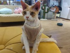 -1013 PET SHOP精品宠物商店(丁香店)