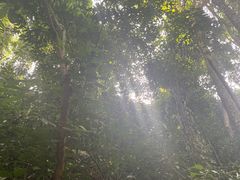 -西双版纳原始森林公园