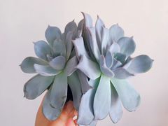 -ZING COFFEE 镜咖啡