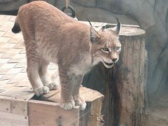 -青藏高原野生动物园