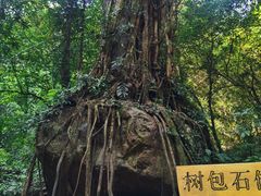 -莫里热带雨林景区