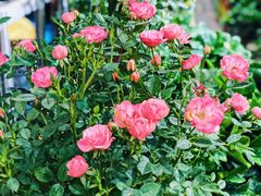 -双季花艺园艺市场(浦东店)