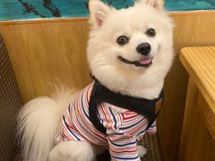 -鲔屋寿喜烧