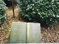 -十八棵（老龙井）御茶园(老龙井店)