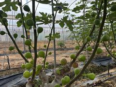 -尚果生态采摘园