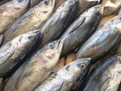 -尼甘布海鲜市场