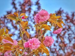 -济南国际园博园