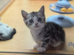 -帕帕拉兹宠物(亚洲旗舰店)