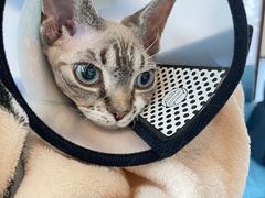 -爱妮康宠物医院·干细胞免疫细胞·肿瘤·心脏(张江店)