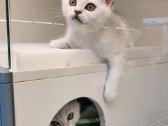 -lincat·猫舍(广州店)
