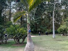 -中国科学院西双版纳热带植物园