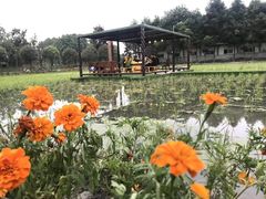 -洪湖家庭农场·团建·露营·会议