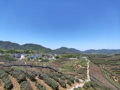-龙坞茶村
