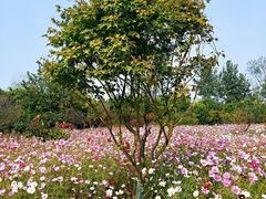 -崇明东平国家森林公园烧烤房车露营地