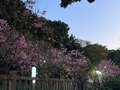 -乌山风景区