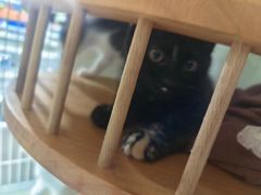 -佳雯宠物医院·皮肤科·内外科(春晓路分院)