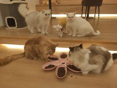 -猫腻·猫咖·撸猫馆(星光大道店)