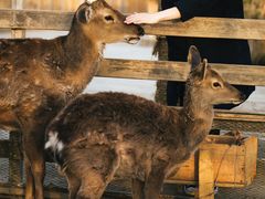 -安德鲁户外烧烤帐篷营地(马泉营店)