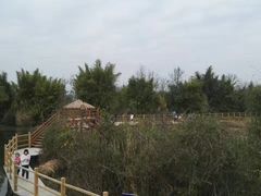 -会仙湿地