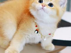 -欣宠猫屋·矮脚拿破仑·蓝金金渐层