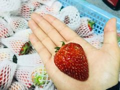 -菜园坝水果市场