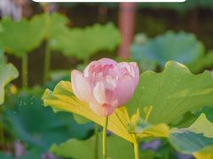 -陈家山荷花公园