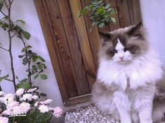 -喵屿·大理花园猫咖