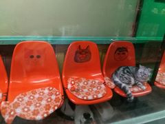 -猫咪博物馆(顶澳仔猫街店)