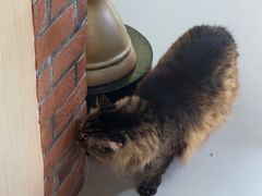 -豆逗聊愈猫阁Easy Life