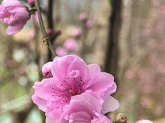 -正宗火盆自助烧烤·烤全羊·柴火鸡(龙泉山店)