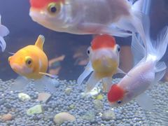 -华夏良子·足道SPA艾灸(王府井店)