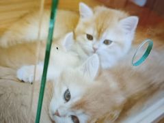 -猫十亿·布偶金渐层·曼基康矮脚猫舍(青年路店)